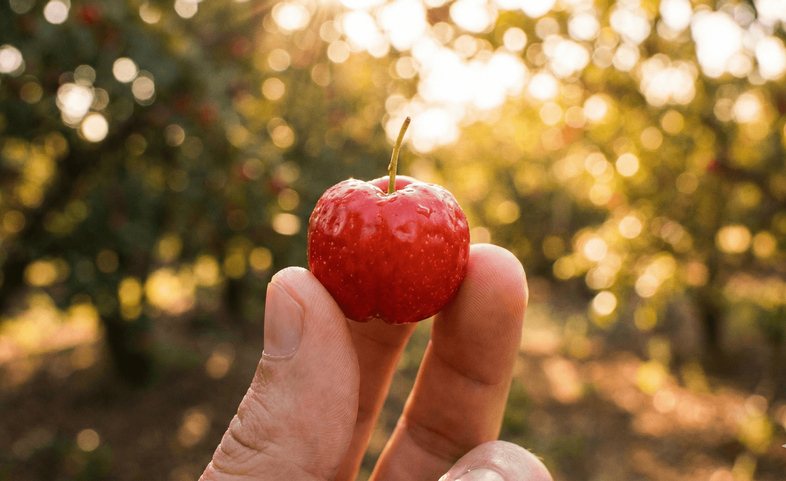 Poder Natural: Acerola!
