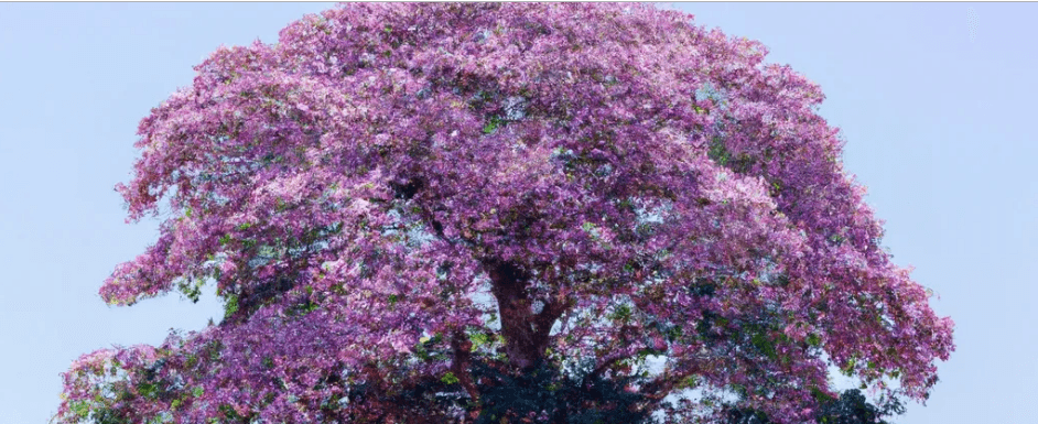 A Longevidade das Árvores