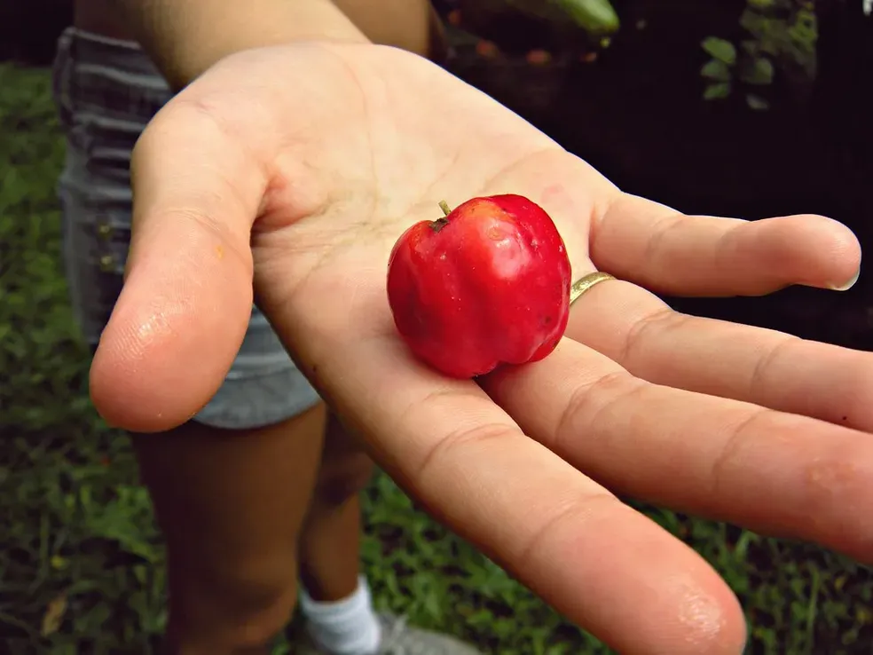 acerola mão.webp