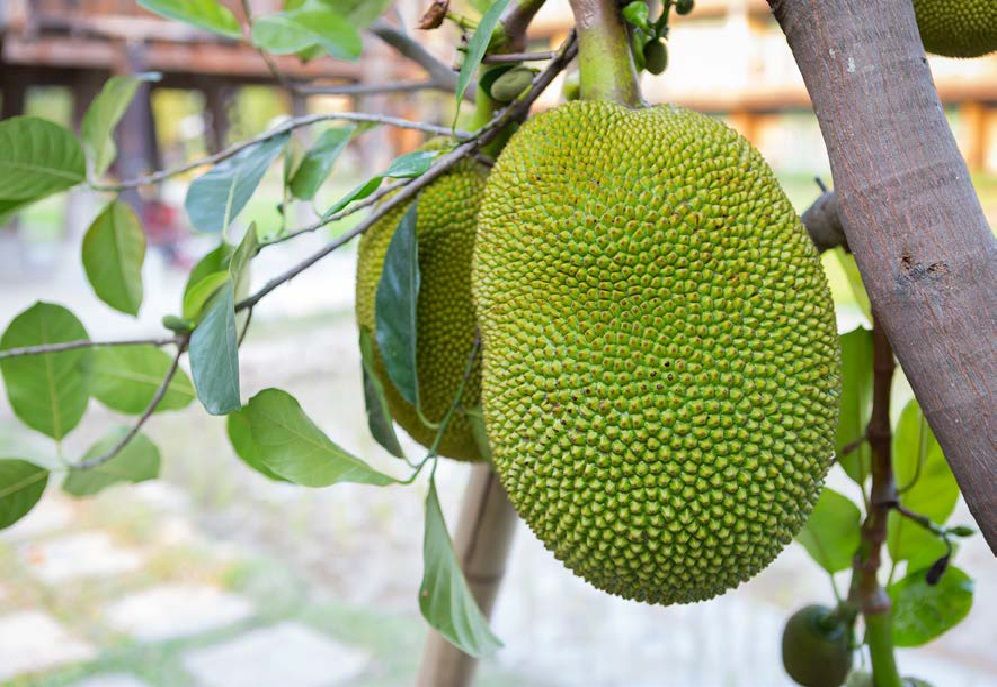 Receita: ”Carne” de Jaca