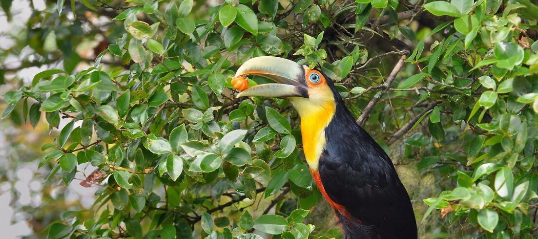 tucano pitanga.jpg